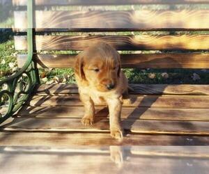 Golden Retriever Puppy for sale in LEON, KS, USA