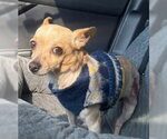 Small #1 Chihuahua