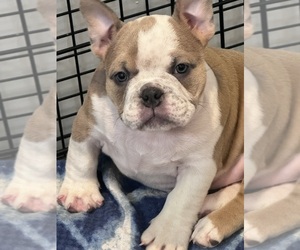 American Bully Puppy for Sale in DERRY, New Hampshire USA