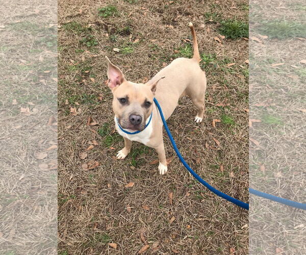 Medium Photo #4 Mutt Puppy For Sale in Jackson, MS, USA