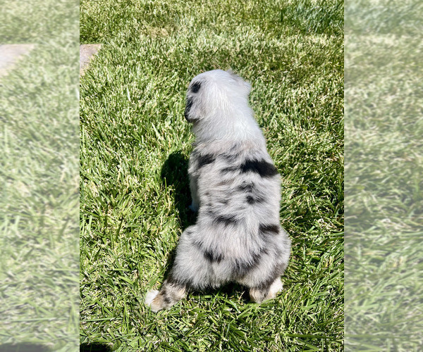 Medium Photo #14 Australian Shepherd Puppy For Sale in PASO ROBLES, CA, USA