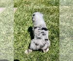 Small Photo #14 Australian Shepherd Puppy For Sale in PASO ROBLES, CA, USA