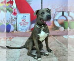 Small #4 American Staffordshire Terrier-Labrador Retriever Mix