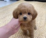 Small Photo #1 Maltipoo Puppy For Sale in REDLANDS, CA, USA