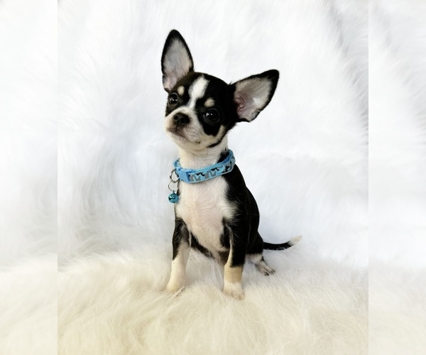 Medium Photo #3 Chihuahua Puppy For Sale in SACRAMENTO, CA, USA