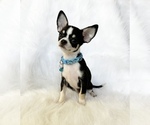 Small #2 Chihuahua