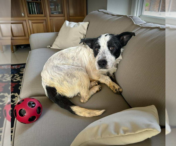 Medium Photo #12 Mutt Puppy For Sale in Cranston, RI, USA