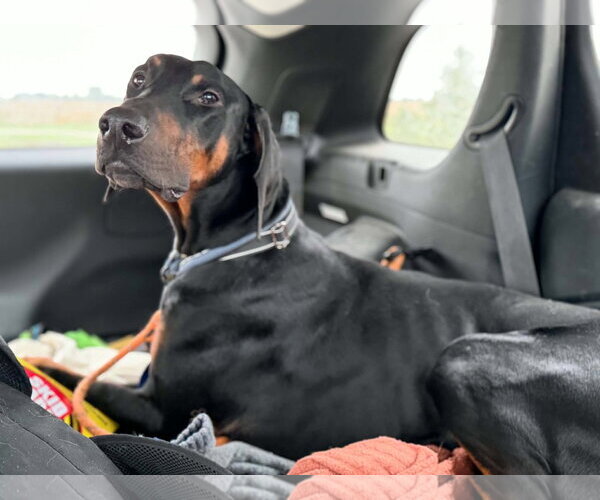 Medium Photo #4 Doberman Pinscher Puppy For Sale in Buffalo, MN, USA