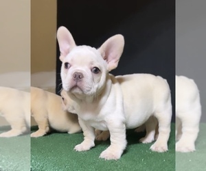 French Bulldog Puppy for Sale in DANVILLE, California USA