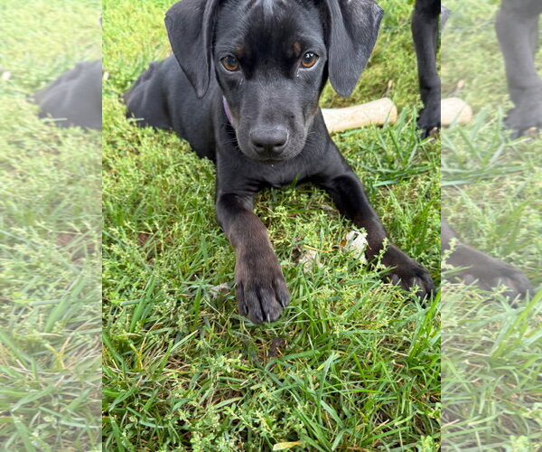 Medium Photo #1 Bulldog-Labrador Retriever Mix Puppy For Sale in Tarrytown, GA, USA