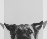 Small #19 German Shepherd Dog