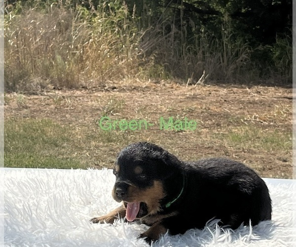 Medium Photo #13 Rottweiler Puppy For Sale in FORT WORTH, TX, USA