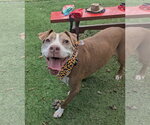 Small Photo #4 American Staffordshire Terrier-Unknown Mix Puppy For Sale in Calhoun, GA, USA
