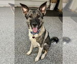 Small #5 Akita Mix