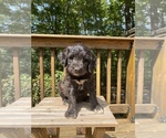 Small Photo #15 Border Collie-Goldendoodle Mix Puppy For Sale in BLUE RIDGE, GA, USA