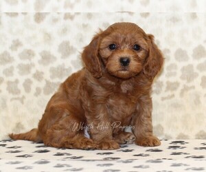 Cavapoo Puppy for sale in DENVER, PA, USA