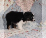 Small Photo #35 Miniature Australian Shepherd Puppy For Sale in HARRISON, OH, USA