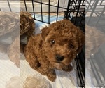 Small #5 Poodle (Toy)