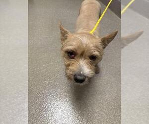 Mutt Dogs for adoption in Las Vegas, NV, USA