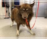 Small Australian Shepherd Mix