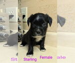 Small #4 Bearded Collie Mix