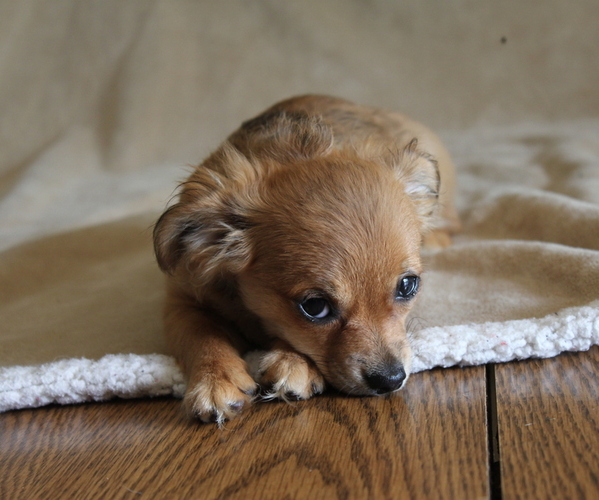 Medium Photo #1 Chihuahua Puppy For Sale in HUDSONVILLE, MI, USA