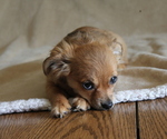 Puppy 4 Chihuahua