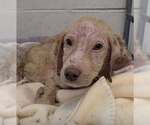 Cooper (AL) - Female Golden Retriever-Unknown Mix Dog for Adoption - Small photo