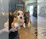 Puppy Bowser American Pit Bull Terrier