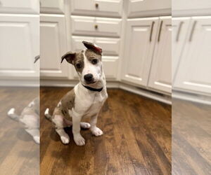 American Pit Bull Terrier-Catahoula Leopard Dog Mix Dogs for adoption in St. Louis Park, MN, USA