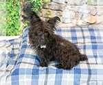 Small #4 Poodle (Miniature) Mix