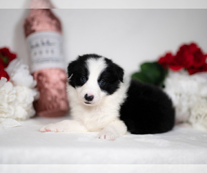 Border Collie Puppy for sale in CONWAY, MO, USA