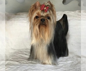 Yorkshire Terrier Puppy for sale in ROANOKE, VA, USA