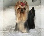 Image preview for Ad Listing. Nickname: Benny