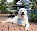 Small #6 Great Pyrenees
