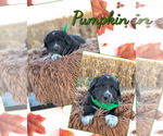 Puppy Pumpkin Pyredoodle