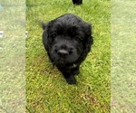 Puppy Lolo Cocker Spaniel-Sheepadoodle Mix