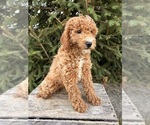 Small #3 Goldendoodle (Miniature)