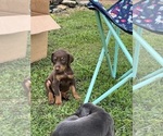Small Photo #14 Doberman Pinscher Puppy For Sale in CAMPTON, KY, USA