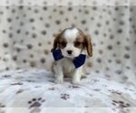 Small #8 Cavalier King Charles Spaniel