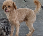 Small Photo #1 Poodle (Miniature) Puppy For Sale in GOSHEN, IN, USA