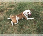 Small Photo #7 American Bulldog Puppy For Sale in SAINT CHARLES, MD, USA
