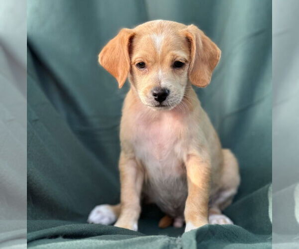 Medium Photo #3 Dachshund-Unknown Mix Puppy For Sale in Weston, FL, USA
