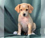 Small #2 Dachshund Mix