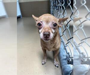 Chihuahua Dogs for adoption in Chula Vista, CA, USA