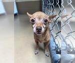 Small Chihuahua