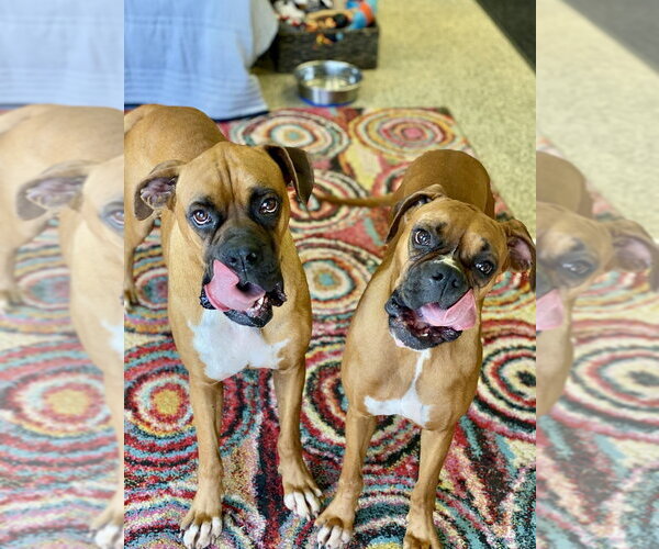Medium Photo #7 Boxer Puppy For Sale in Austin, TX, USA
