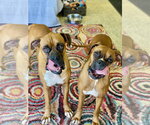 Small #6 Boxer