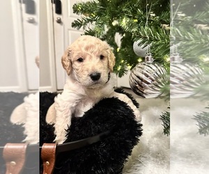 Goldendoodle Puppy for sale in RALEIGH, NC, USA