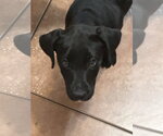 Holly - Female Australian Shepherd-Unknown Mix Dog for Adoption - Small photo